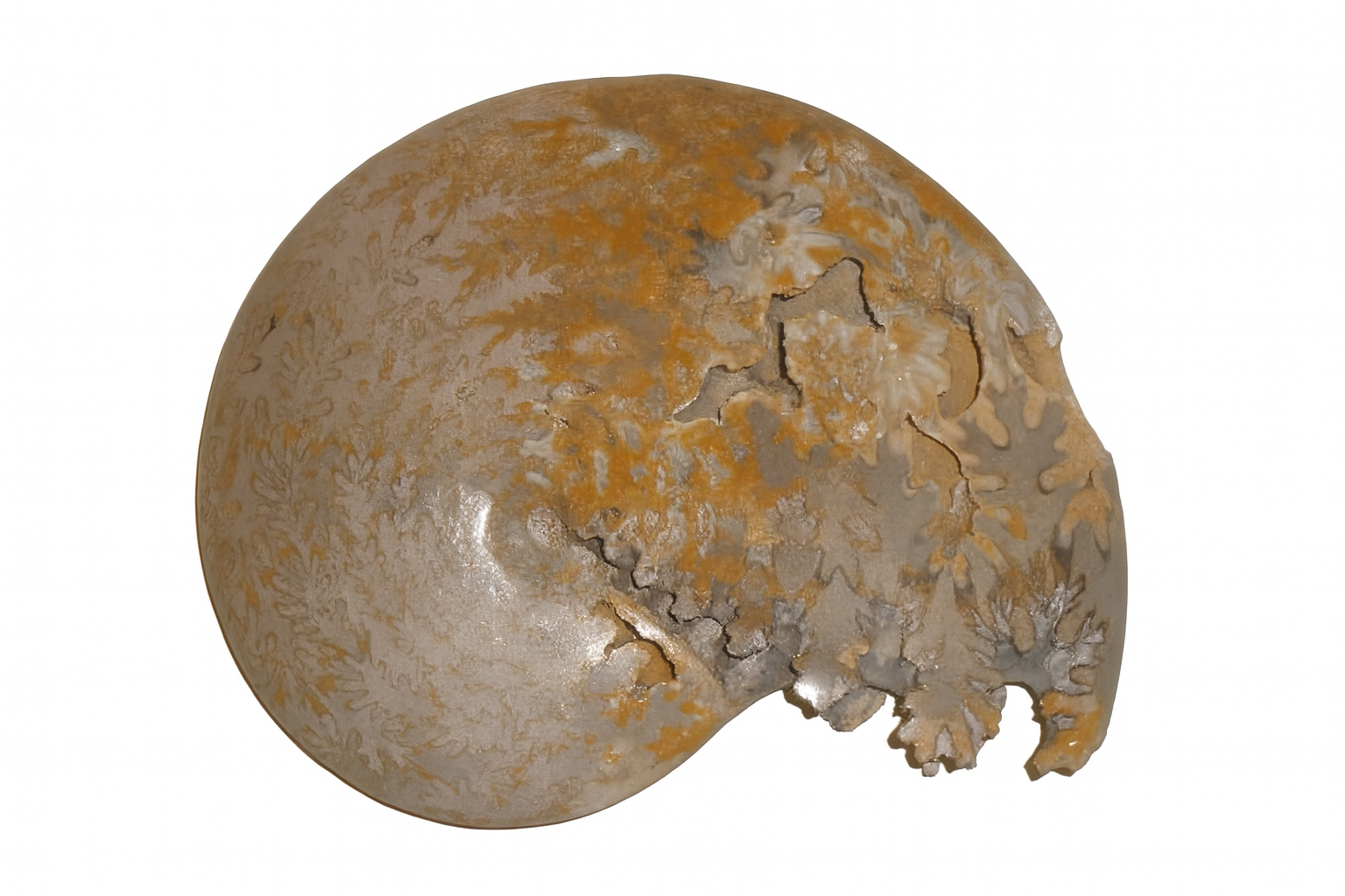 Schoelenbachia.